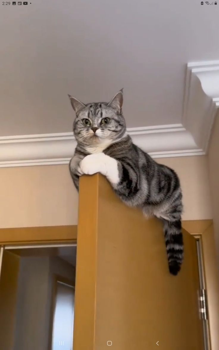 Ucep the American Shorthair cat
