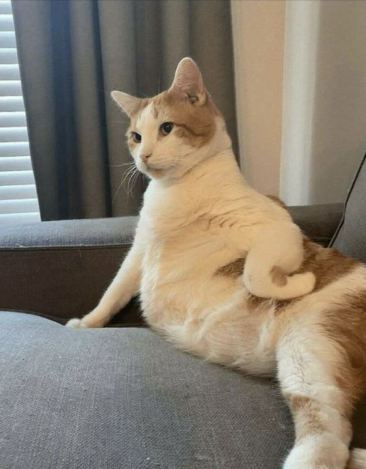 Buddy the Domestic Orange cat