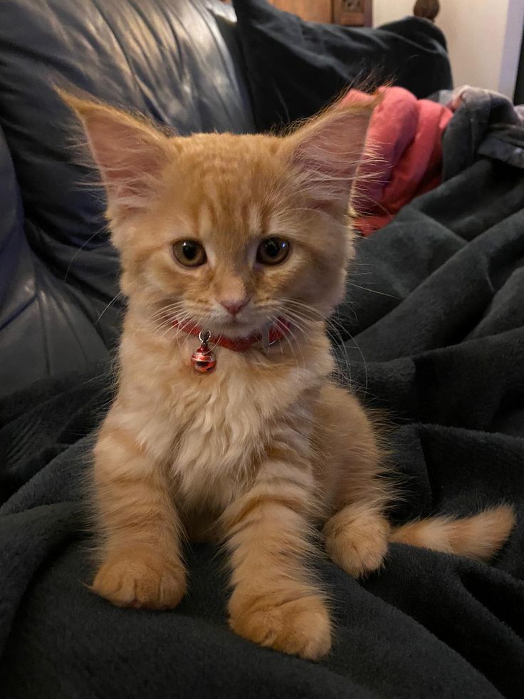 Sumbul - Maine Coon