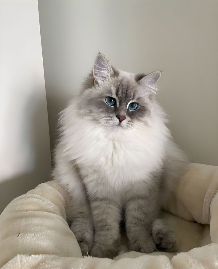 Sopia the Ragdoll cat
