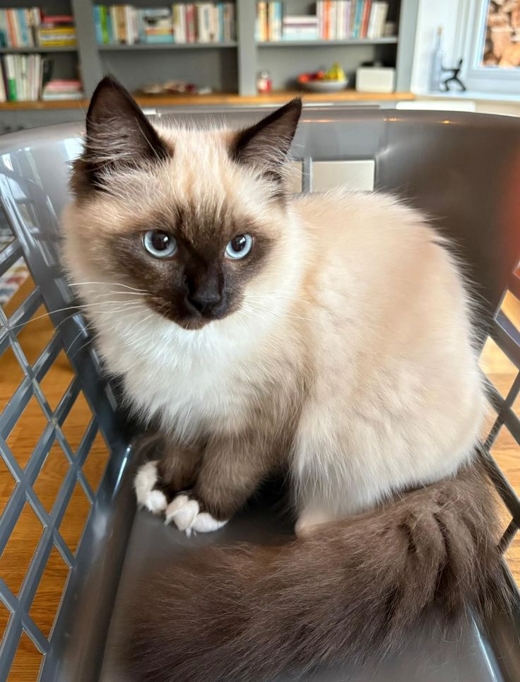 Bagas - Siamese